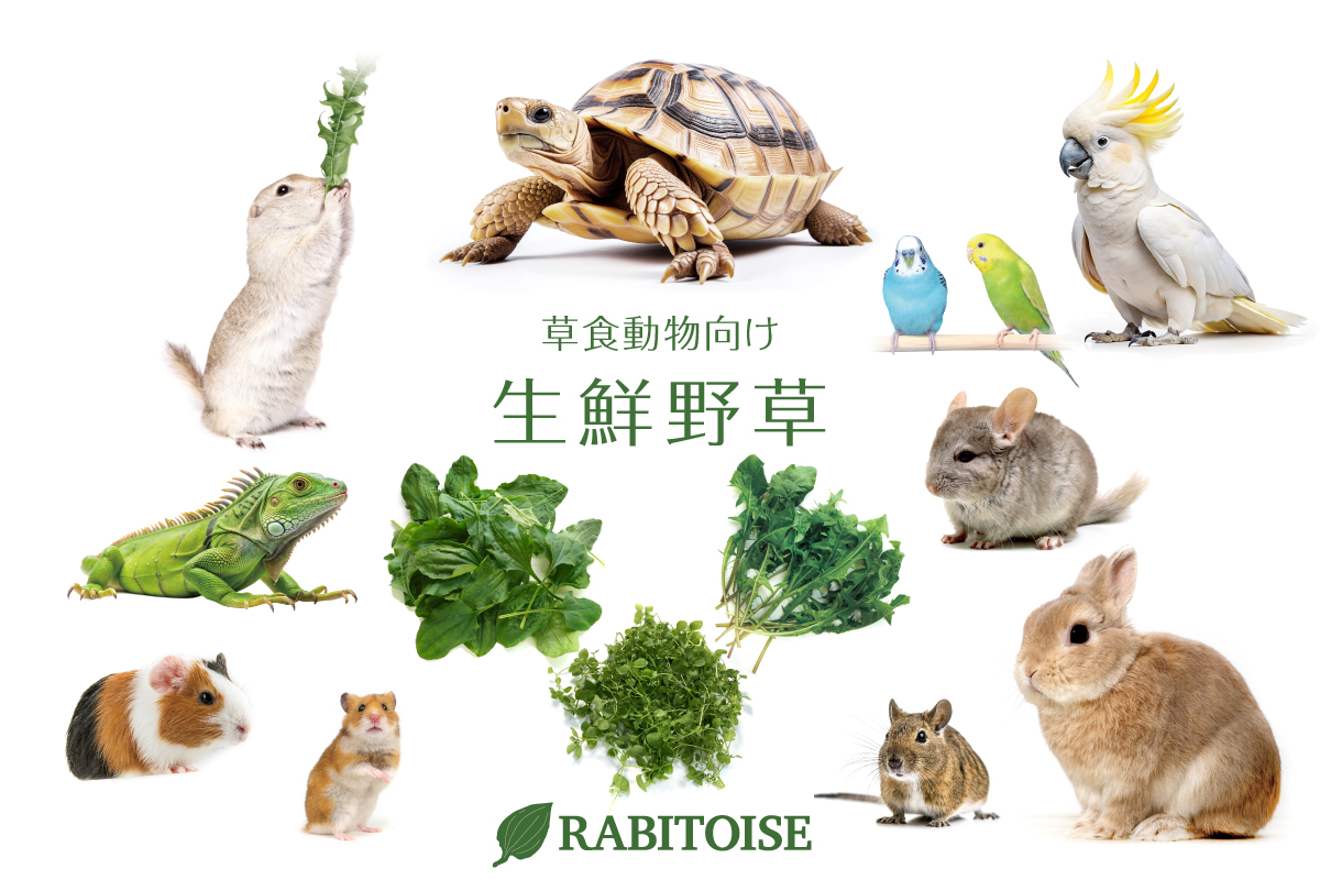 Rabitoise草食動物向け生鮮野草