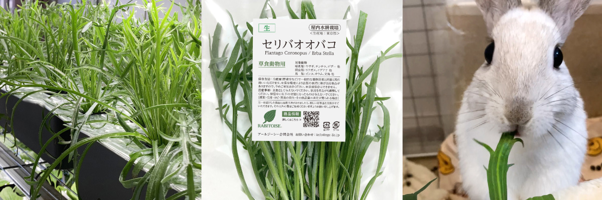 ラビタス生鮮野草セリバオオバコ(エルバステラ)
