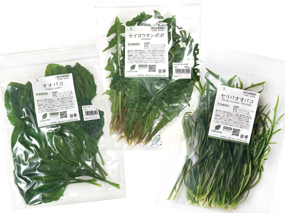 ペットエコ都筑店イベントRABITOISE生鮮野草サンプリング、販売会