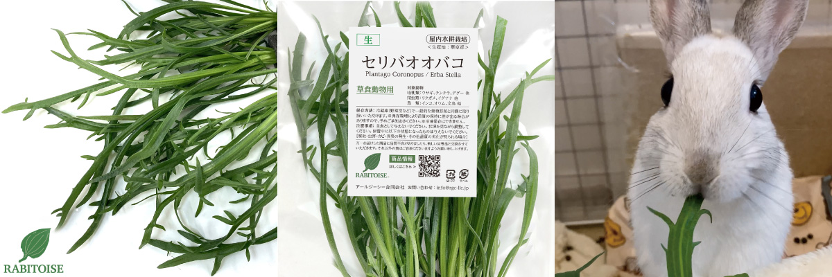 RABITOISE生鮮野草「セリバオオバコ」