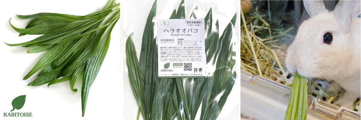 RABITOISE生鮮野草「ヘラオオバコ」