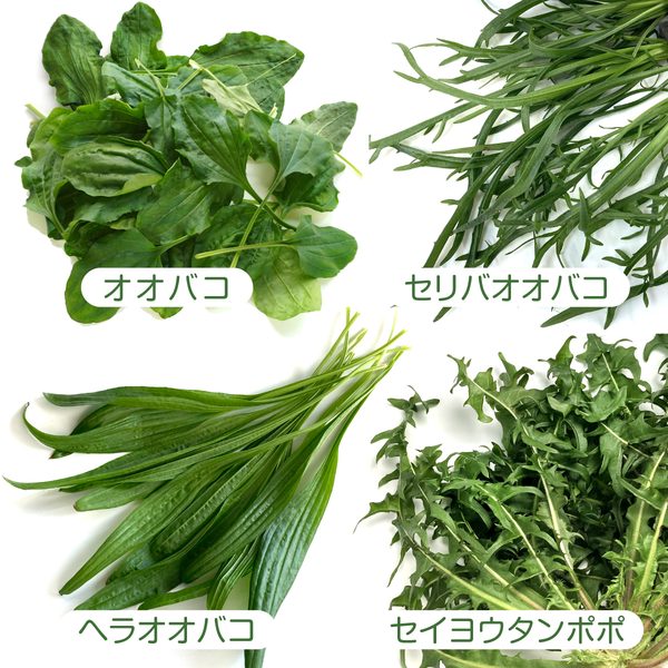 RABITOISE生鮮野草
